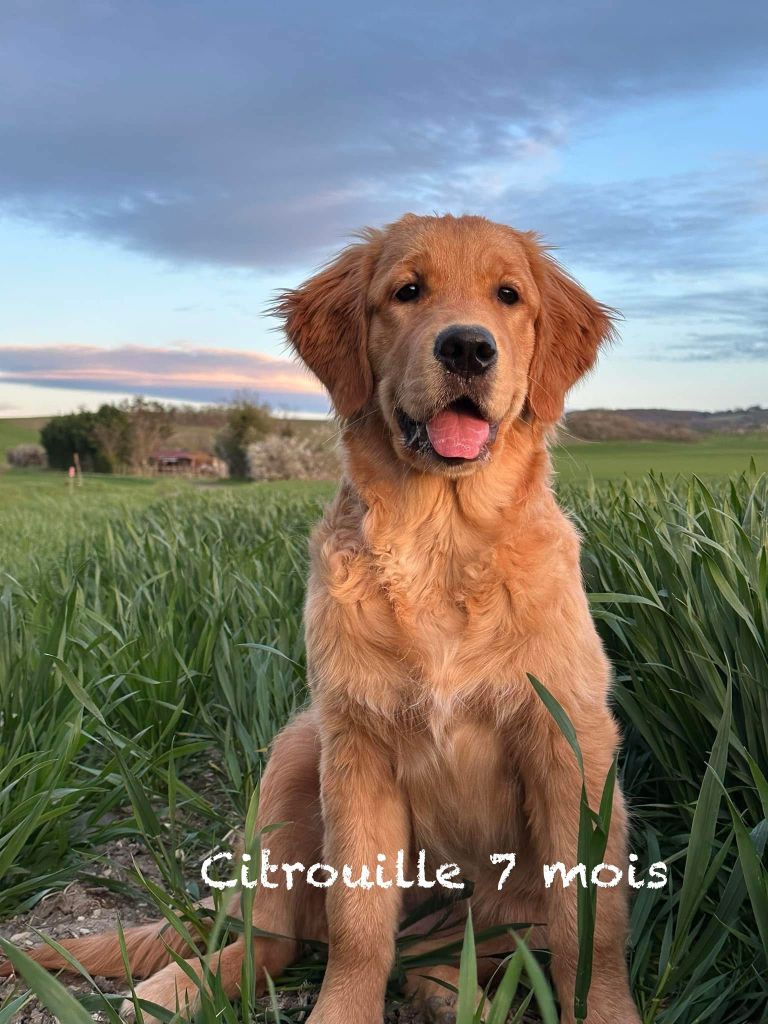 Une citrouille au safran de L'Ambre Libre