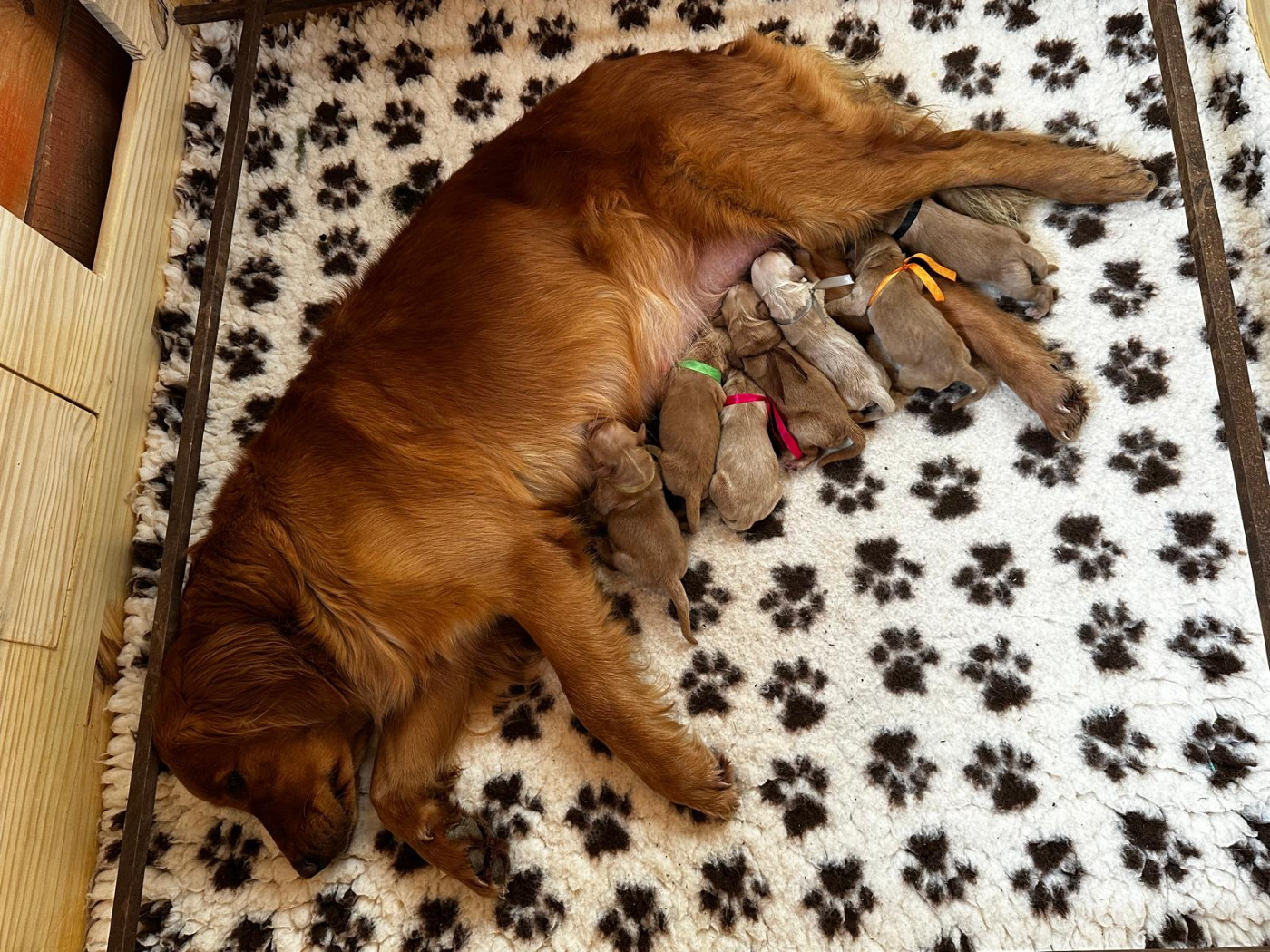 L'Ambre Libre - Golden Retriever - Portée née le 03/12/2025