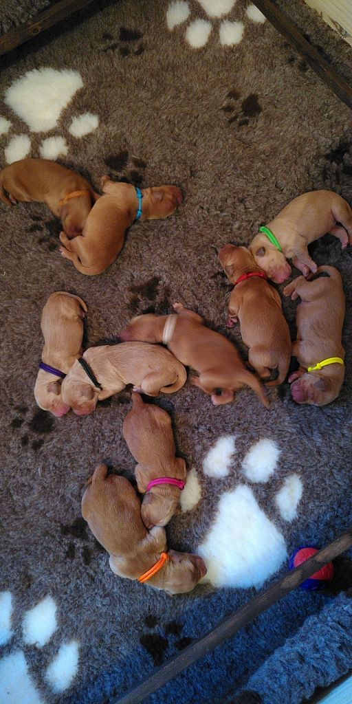 Chiot Golden Retriever L'Ambre Libre
