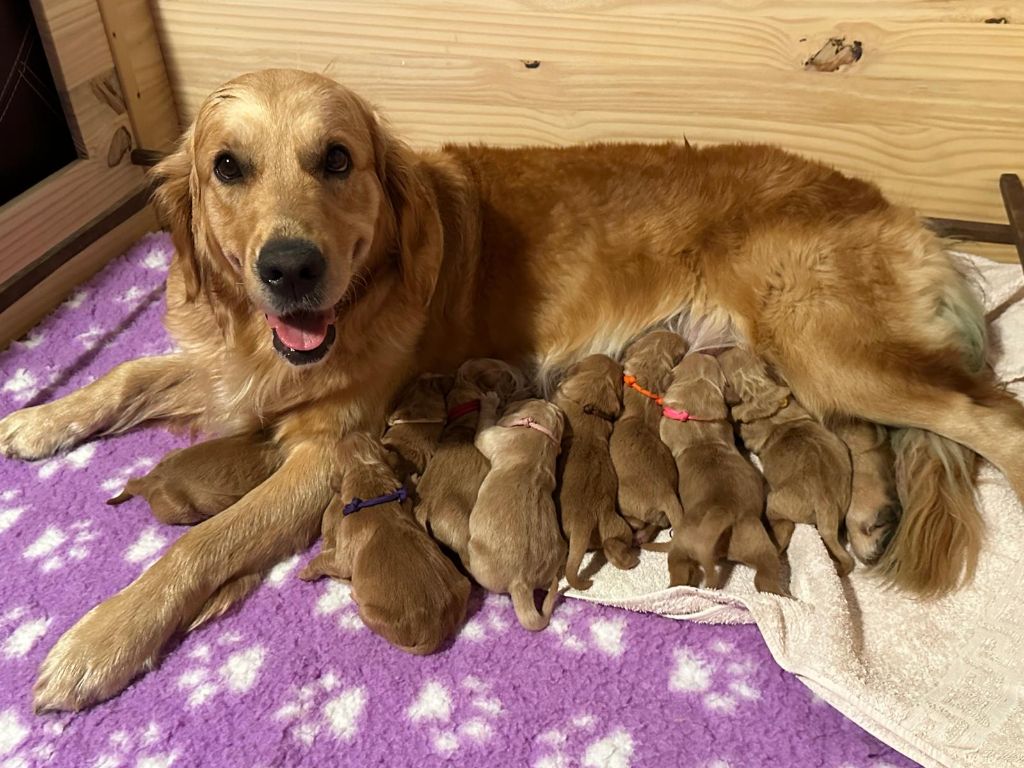 Chiot Golden Retriever L'Ambre Libre